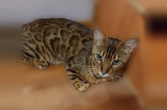 Пропала кошка, проспект Курчатова, 3А, Удомля — очень говорливый кот - photo