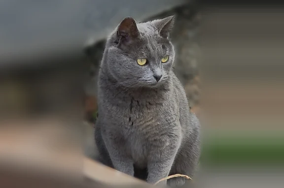 Объявления о пропавших и найденных животных, Пенза, фото: Найдена кошка, улица Ухтомского, городской округ Пенза, Пенза — чистая, домашняя, ласкается к людям