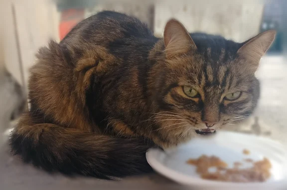 Найдена кошка, Курган - photo