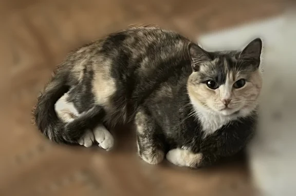 Пропала кошка, Селижаровский проезд, 4, Ржев — трёхцветная, откликается на кличку Айда - photo