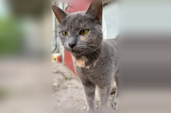 Объявления о пропавших и найденных животных, Ярославль, фото: Найдена кошка, улица Чкалова, 23А, Ярославль — ласковая и не пугливая, очень худая