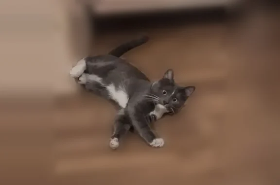 Пропала кошка, улица Громова, 34, Ярославль - photo