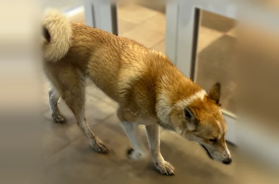 Найдена собака, Ярославль, фото: Найдена собака, улица Доронина, городской округ Ярославль, Ярославль — не агрессивная, скулит