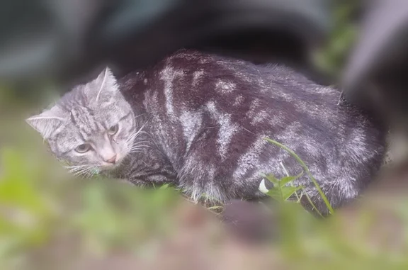 Найденные животные Кострома, фото: Найдена кошка, 3-й Водяной переулок, 2, Кострома — лежит, не встаёт