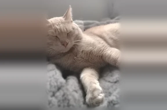 Пропала кошка, 10-я Чередовая улица, 27, городской округ Омск, Омск — рыжая, в полосочку, серые и тускло-зелёные глаза - photo