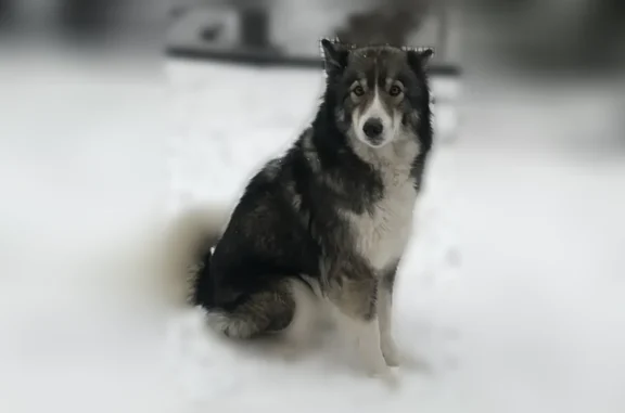 Пропала собака, тупик Говорова, 3, Туапсе — лайка, добрая, трёхцветная - photo