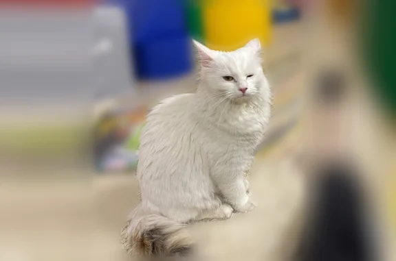 Пропала кошка, улица Герцена, 10, Владимир — длинношерстная, молочно-белая, с родинкой на носу - photo