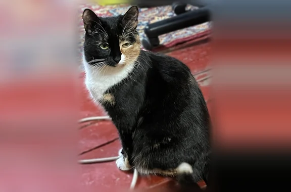 Кошки потеряшки, Южно-Челябинский Прииск, фото: Потеряшка кошка, Рыбокоптильная улица, 88, Южно-Челябинский Прииск — трехцветная, кличка Луна