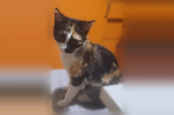 Пропала кошка, улица Маршала Чуйкова, 15, Челябинск — трёхцветная кошка по кличке Лора - photo