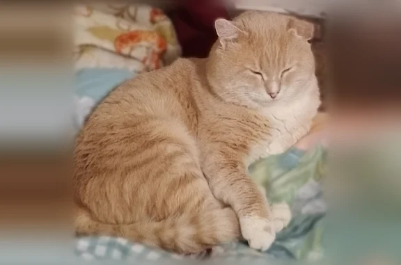Пропала кошка, улица Чкалова, 252, Екатеринбург — персиковая, 9 лет, не кастрированная - photo