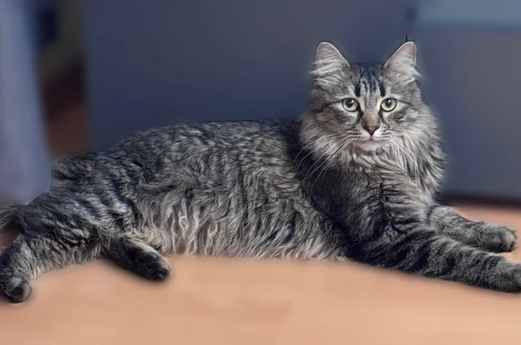 Пропала кошка, улица Мичурина, 15, Химки — помесь мейн-куна, отзывается на кличку Шуша - photo