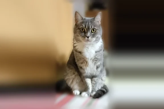 Кошки потеряшки, Кольцово, фото: Потеряшка кошка, Крахаль, Кольцово — кличка Сима, серый в полоску с белым