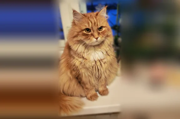 Пропала кошка, Омская улица, 12, Орск — рыжий длинношёрстный кот, 12 лет - photo