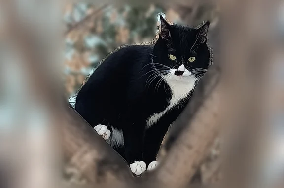 Пропала кошка, Ленинградская улица, 2, Хабаровск — кот Тима, 1 год - photo