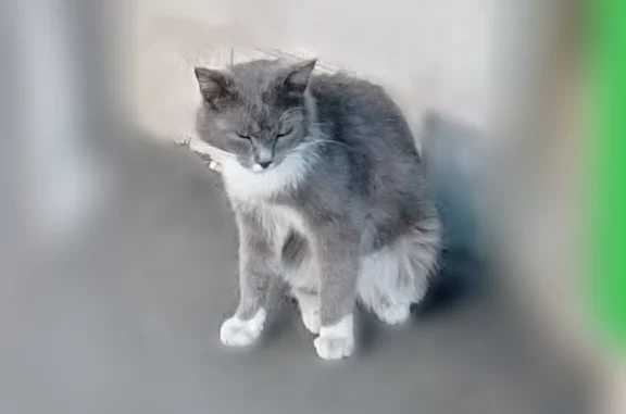 Найдена кошка, Оренбург, фото: Найдена кошка, улица Аксакова, 19, Оренбург — белая беременная кошечка, ручная