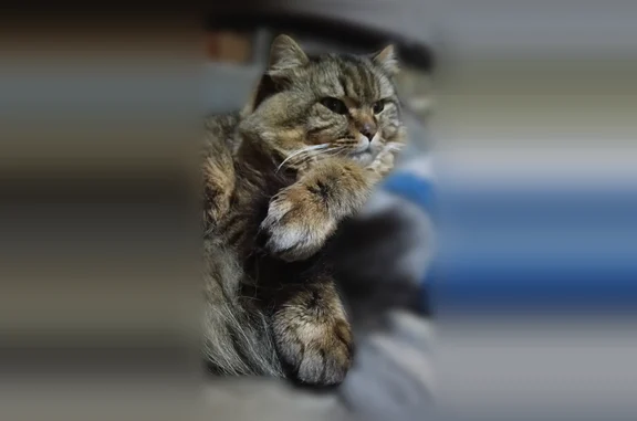 Потерянные животные Новокуйбышевск, фото: Пропала кошка, улица Миронова, 37А, Новокуйбышевск — не кастрирован, мог убежать из-за весны
