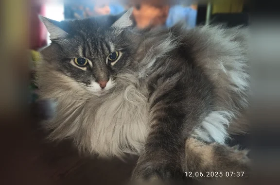 Объявления о пропавших и найденных животных, Мурманск, фото: Пропала кошка, улица Адмирала Флота Лобова, 50, Мурманск — большой, пушистый, серый, пугливый