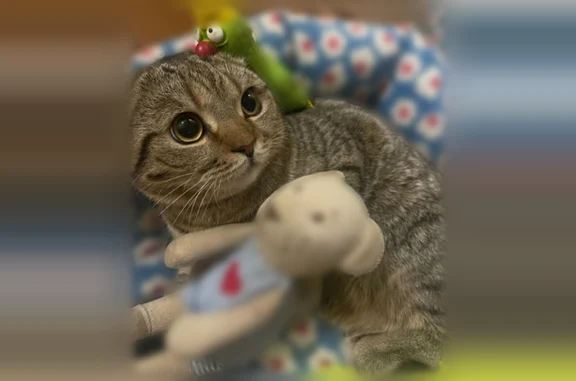 Объявления о пропавших и найденных животных, Смоленск, фото: Пропала кошка, улица Пржевальского, городской округ Смоленск, Смоленск — крупный шотландский вислоухий кот, пугливый