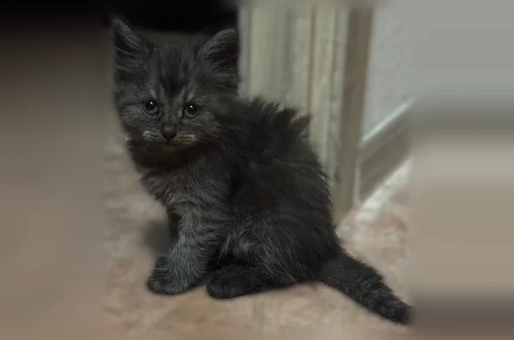 Пропала кошка, улица 9 Января, Воронеж — возраст около 2 месяцев - photo