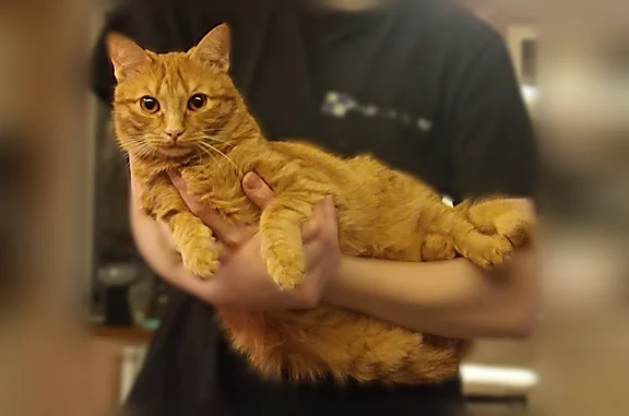 Пропала кошка, Михалковская улица, Тула — молодой рыжий кот, плотненький - photo
