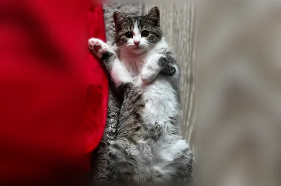 Пропала кошка, улица Шевченко, 9, Нижний Тагил — кличка Мурка - photo