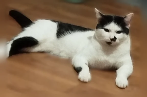 Пропала кошка, улица Коцаря, 6, Липецк — черно-белая, на мордочке чёрное пятно - photo