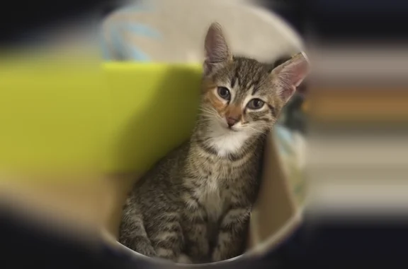 Найдена кошка, улица Энтузиастов, 6, Супсех — чистая, с большими ушами и длинными лапами - photo