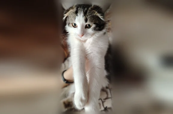 Найдена кошка, Тихорецк, фото: Найдена кошка, улица Калинина, 29, Тихорецк — серо-белая, вислоухая, пушистая