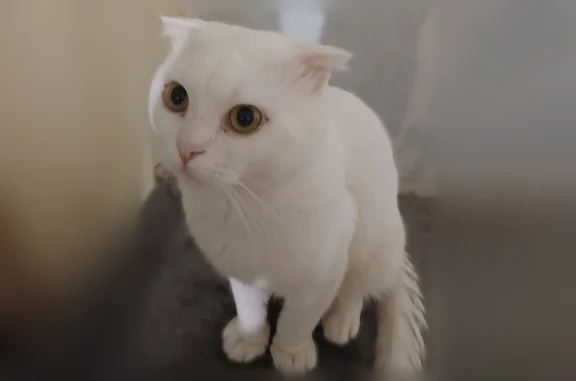 Пропала кошка, улица Козьмы Минина, 10А, Волгоград — белый вислоухий котик - photo
