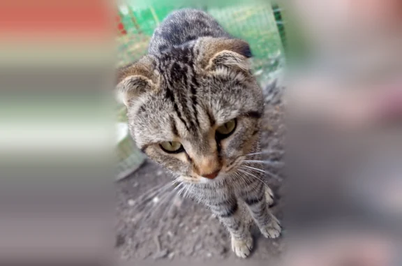Найдена кошка, Троицкий, фото: Найдена кошка, улица Халтурина, 13, Троицкий городской округ, Троицкий — ласковая, вислоухая, молодая