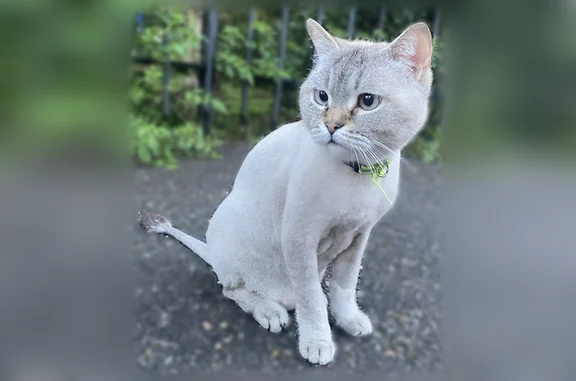 Объявления о пропавших и найденных животных, Новороссийск, фото: Найдена кошка, улица Губернского, 13, Новороссийск — подстриженная, в ошейнике, очень ласковая