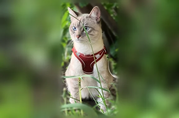 Пропала кошка, переулок Кулибина, 3, Уфа — вытягивает лапки при поднятии - photo