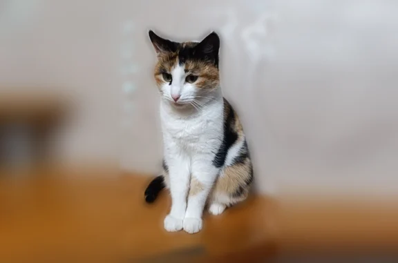 Пропала кошка, Тополиная улица, 11, Красный Яр — трёхцветная, с раздвоенным кончиком правого уха - photo