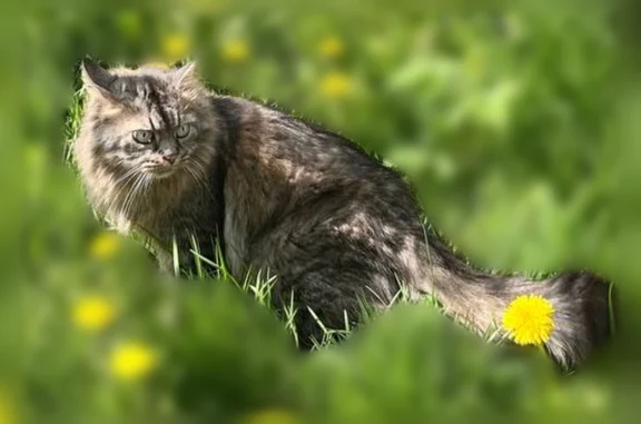 Пропала кошка, Яблочная улица, 120, Гурьевск — пушистая, полосатая, квартирная, всего боится - photo