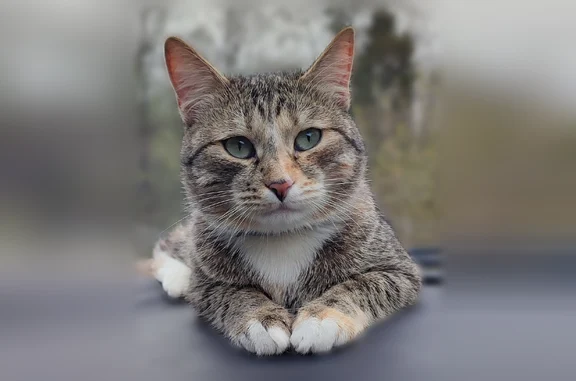 Объявления о пропавших и найденных животных, Ярославль, фото: Пропала кошка, улица Белинского, 28, городской округ Ярославль, Ярославль — полосатая, с белой грудкой