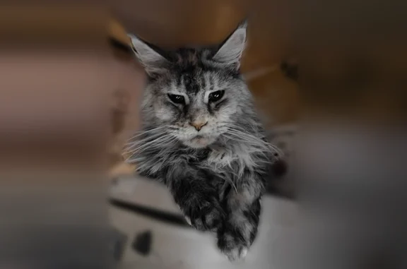 Пропала кошка, Чеховская набережная, городской округ Таганрог, Таганрог — 6 лет, ушла 5 дней назад - photo