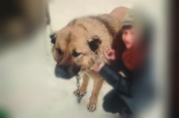 Пропала собака, городской округ Донецк, Донецк — кавказец, с обрезанными ушами, хромает на заднюю лапу - photo