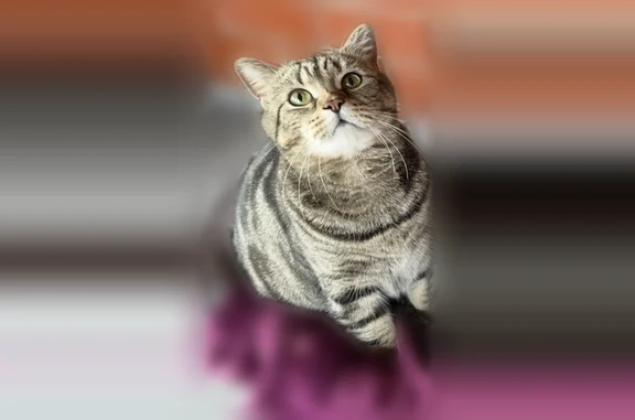 Пропала кошка, улица Королёва, 9, Новая Отрадовка — пухленькой формы, зелёные глаза - photo