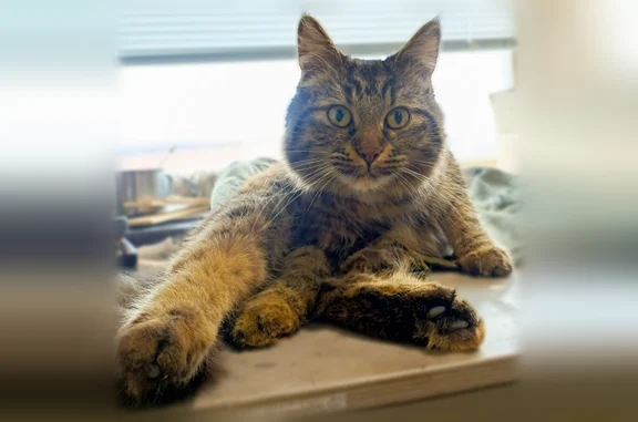 Найдена кошка, Жуковский, фото: Найдена кошка, улица Гудкова, 22, Жуковский — шпрот, пушистая, очень ласковая