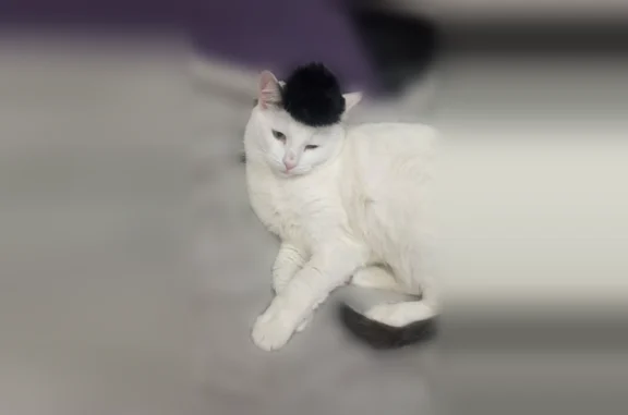 Пропала кошка, улица Попова, 21Б, Люберцы — белая, чёрный хвост - photo