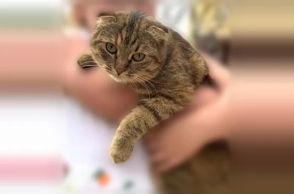 Пропала кошка, Минское сельское поселение, Костромская область — коричнево-тигровая, с зелёными глазами - photo