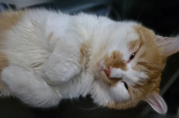 Пропала кошка, Боевая улица, 72А, Астрахань — рыже-белый кот Васька - photo