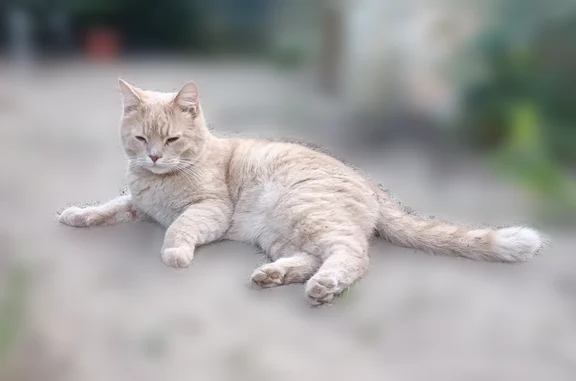 Пропала кошка, 4-й Сабанеевский переулок, 5, городской округ Ярославль, Ярославль — персикового окраса, с ошейником - photo