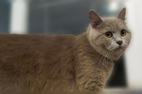 Пропала кошка, улица Докучаева, 15, Пенза — британка, короткая очень густая шерсть, золотистые глаза - photo
