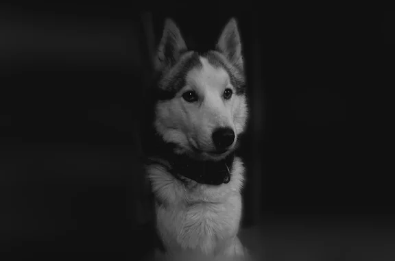 Пропала собака, Дальний переулок, 10, Ростов-на-Дону — хаски, мальчик, около 2 лет, в синем ошейнике - photo