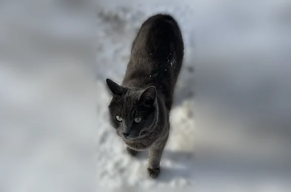 Пропала кошка, Новая Московская улица, 22, Красногорск — кот без хвоста, яркие зелёные глаза - photo