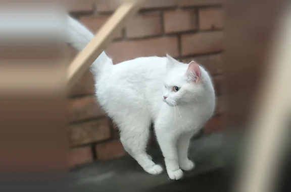 Найдена кошка, Москва, фото: Найдена кошка, Мичуринский проспект, 6 к1, Москва — белая, очень чистая, ласковая