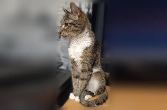 Пропала кошка, Богатырская улица, 11, Уфа — серая в полоску, белая грудка и лапки - photo