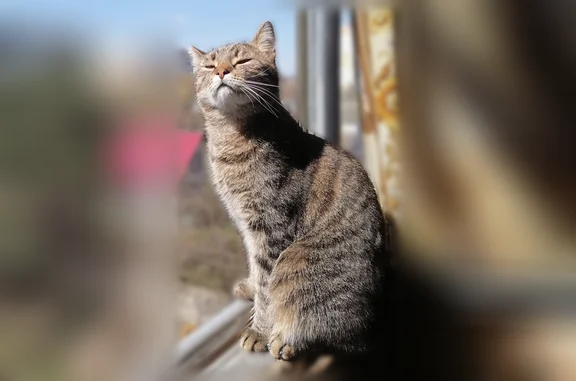 Пропала кошка, Пожарная улица, 78, Орёл — отзывается на кличку Костик - photo