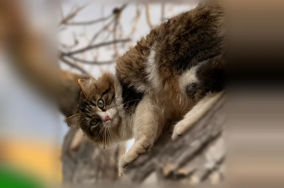 Пропала кошка, улица Северцова, 18, Воронеж — кот Марсик - photo